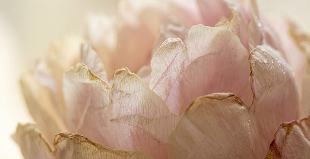 Extreme close-up of peony petals showing delicate structure and water droplets